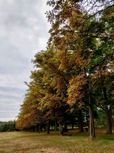 The image displays a row of mature trees with dense foliage in varying shades of green and orange, indicating early autumn. The trees are aligned along a grassy area with a gently sloping ground, unde