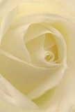 This image draws you intimately into the serene heart of a creamy white rose, its petals softly spiraling as if unfolding with the first light over Borehamwood's leafy avenues. Each layer reveals a delicate, almost translucent texture; gentle shadows curl between ivory folds, giving the bloom quiet depth and understated drama. The rose is bathed in mellow, natural light-like a peaceful moment along Brook Road-each petal inviting touch with a promise of silkiness. The overall mood is tranquil, hinting at reflection and new beginnings, an ideal selection for expressing sympathy, admiration, or quiet celebration in and around Borehamwood. The subtle artistry of the arrangement is evident: the precise, symmetrical composition, the fragrance that lingers softly in the air, and the emotionally resonant palette all combine to create a flower that carries both hope and reverence. In such close perspective, the artistry and care of a dedicated local florist become unmistakably clear.